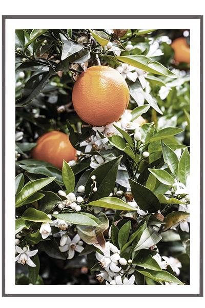 Постер   АПЕЛЬСИНЫ