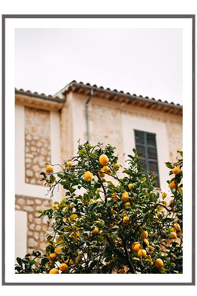 Постер АПЕЛЬСИНОВОЕ ДЕРЕВО