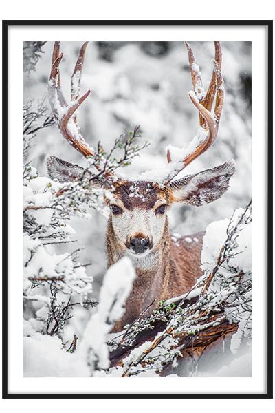 Постер  ОЛЕНЬ В ЛЕСУ