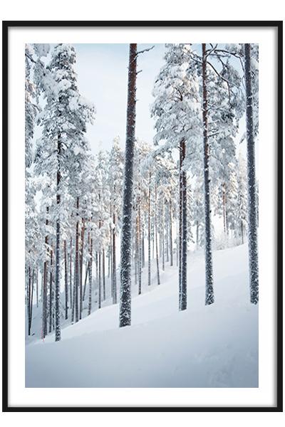 Постер  ЛЕСНОЙ СКЛОН