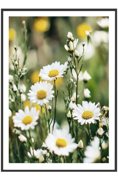 Постер РОМАШКИ В ТРАВЕ