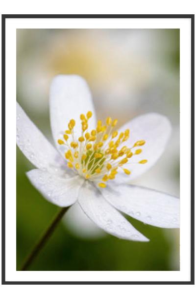 Постер ЖАСМИН