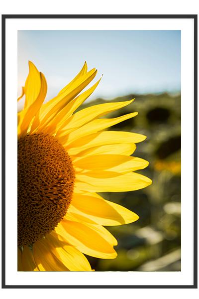 Постер Подсолнух
