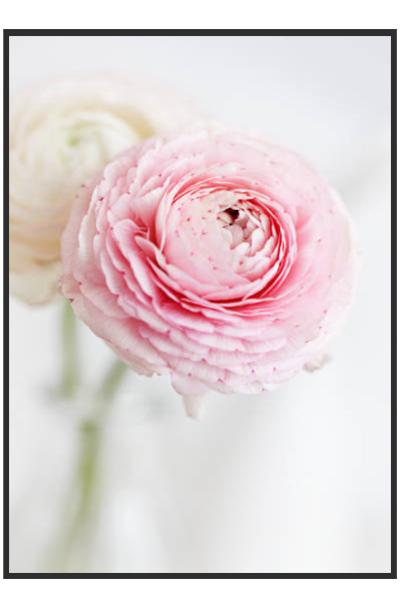 Постер РАНУНКУЛЮСЫ