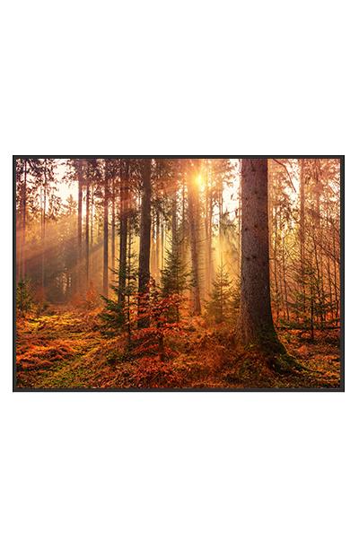 Постер  ОCЕННИЙ ЛЕС