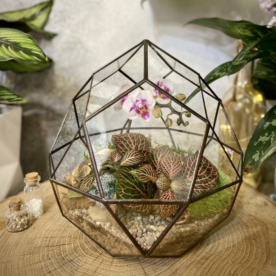 Орхидея в комете М