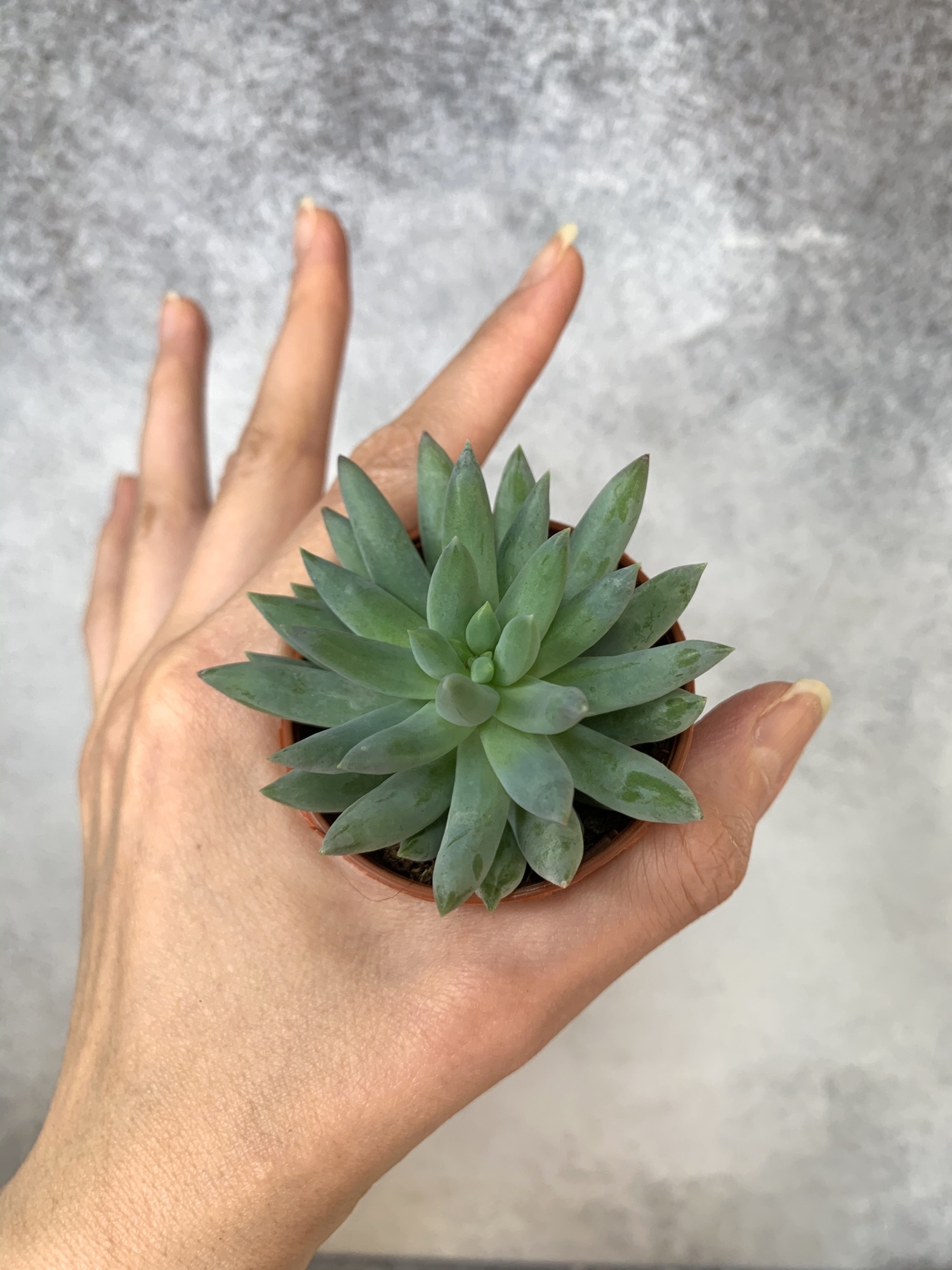 Седум Магнум