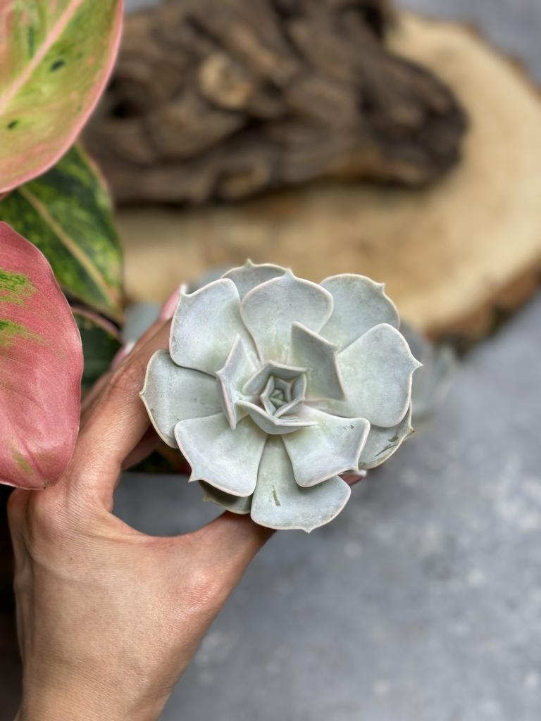 Эхеверия Лилацина