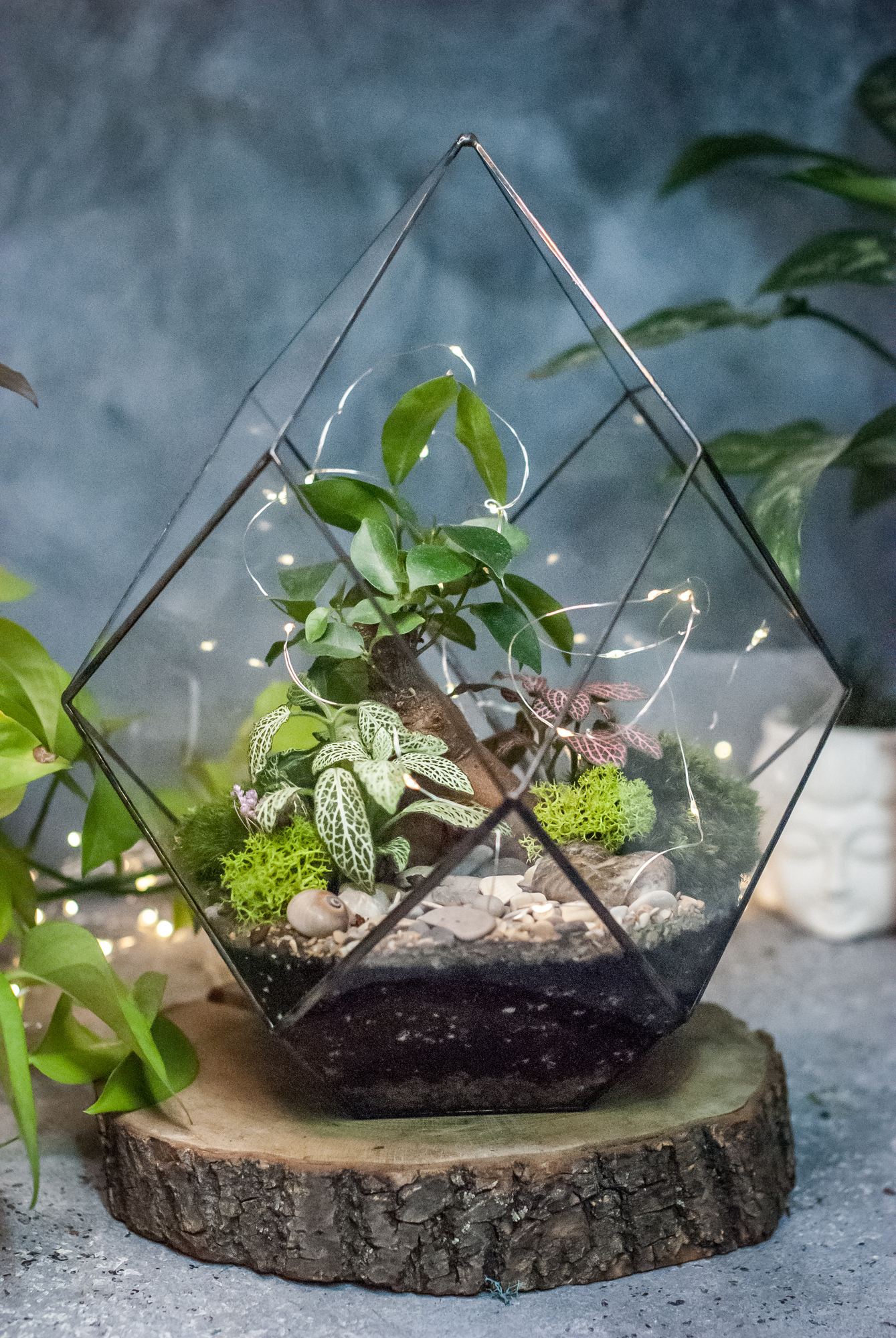 Кристалл L с фикусом Гинсенг и фиттонией