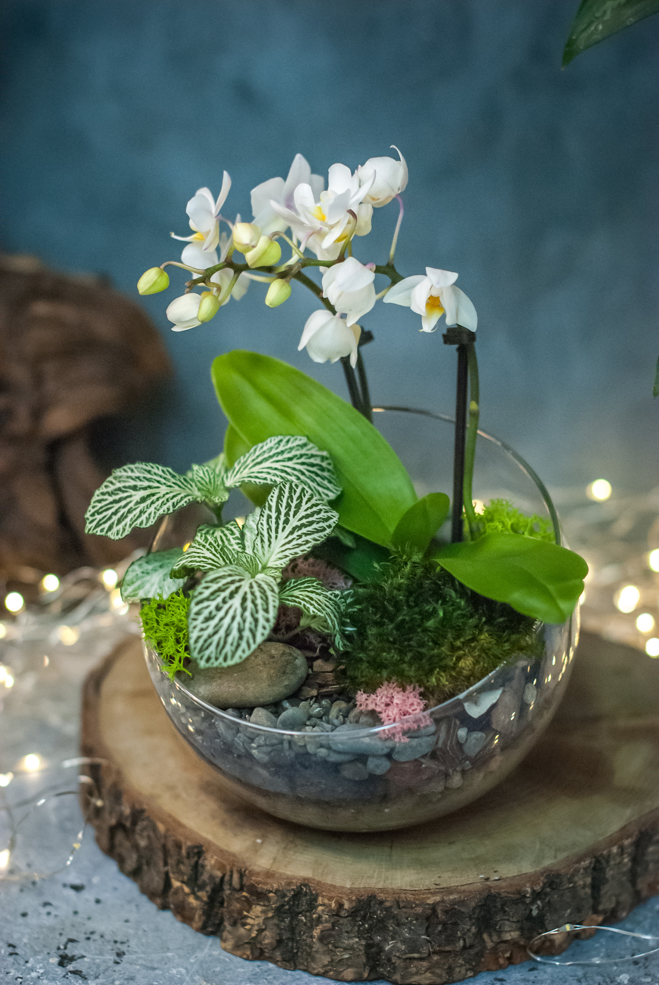 Полусфера с орхидеей и фиттонией