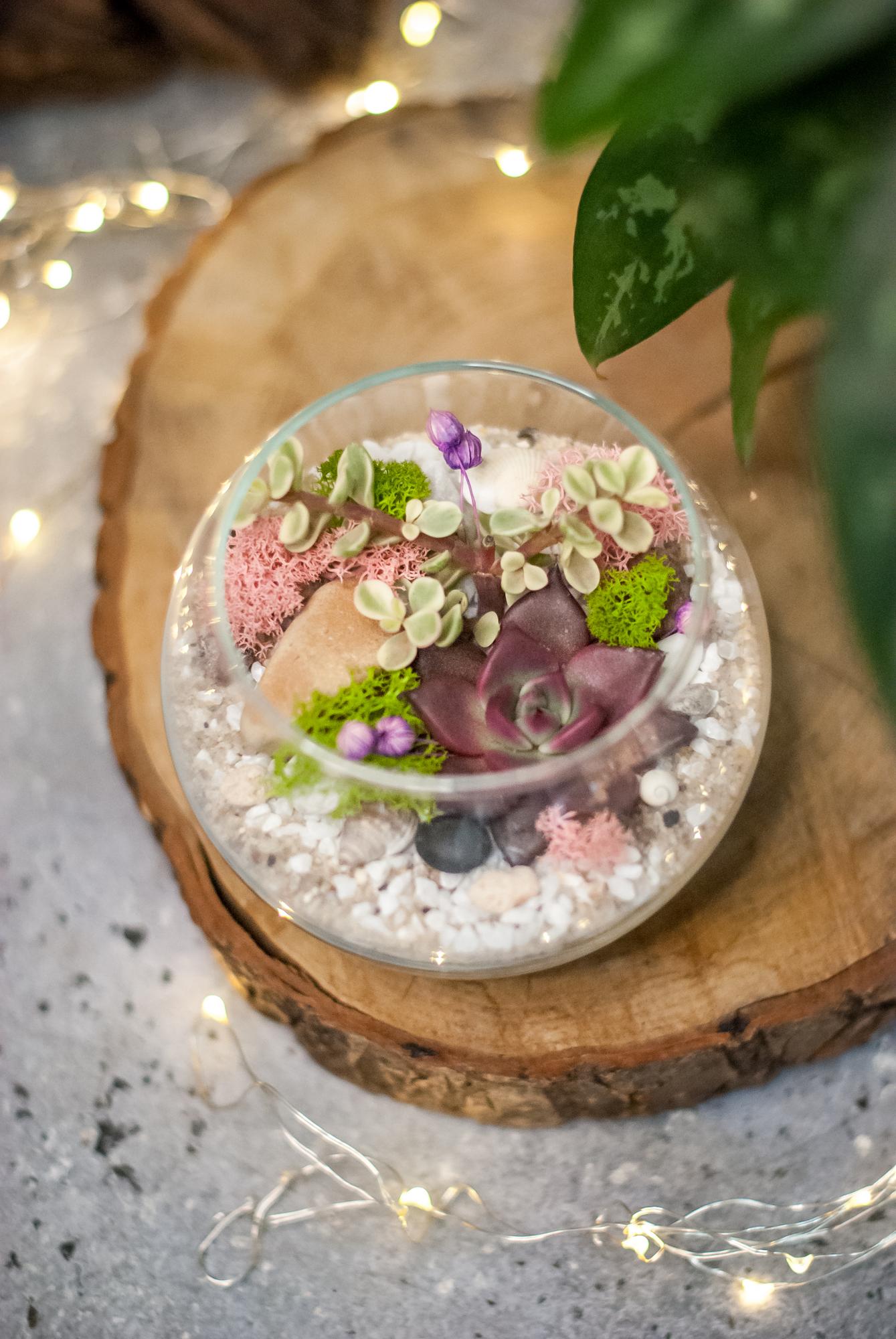 Шар с суккулентами