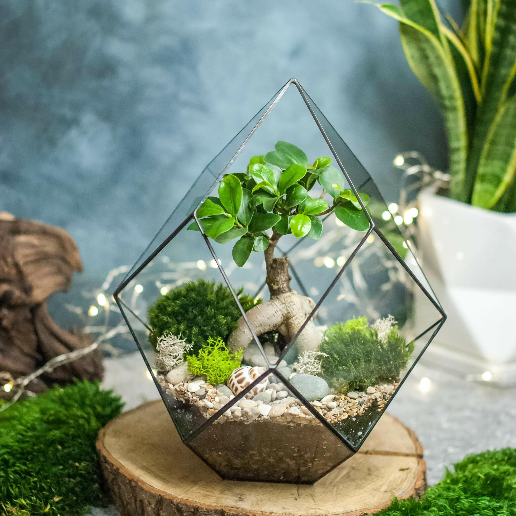 Кристалл с бонсаем фикус Гинсенг М, L