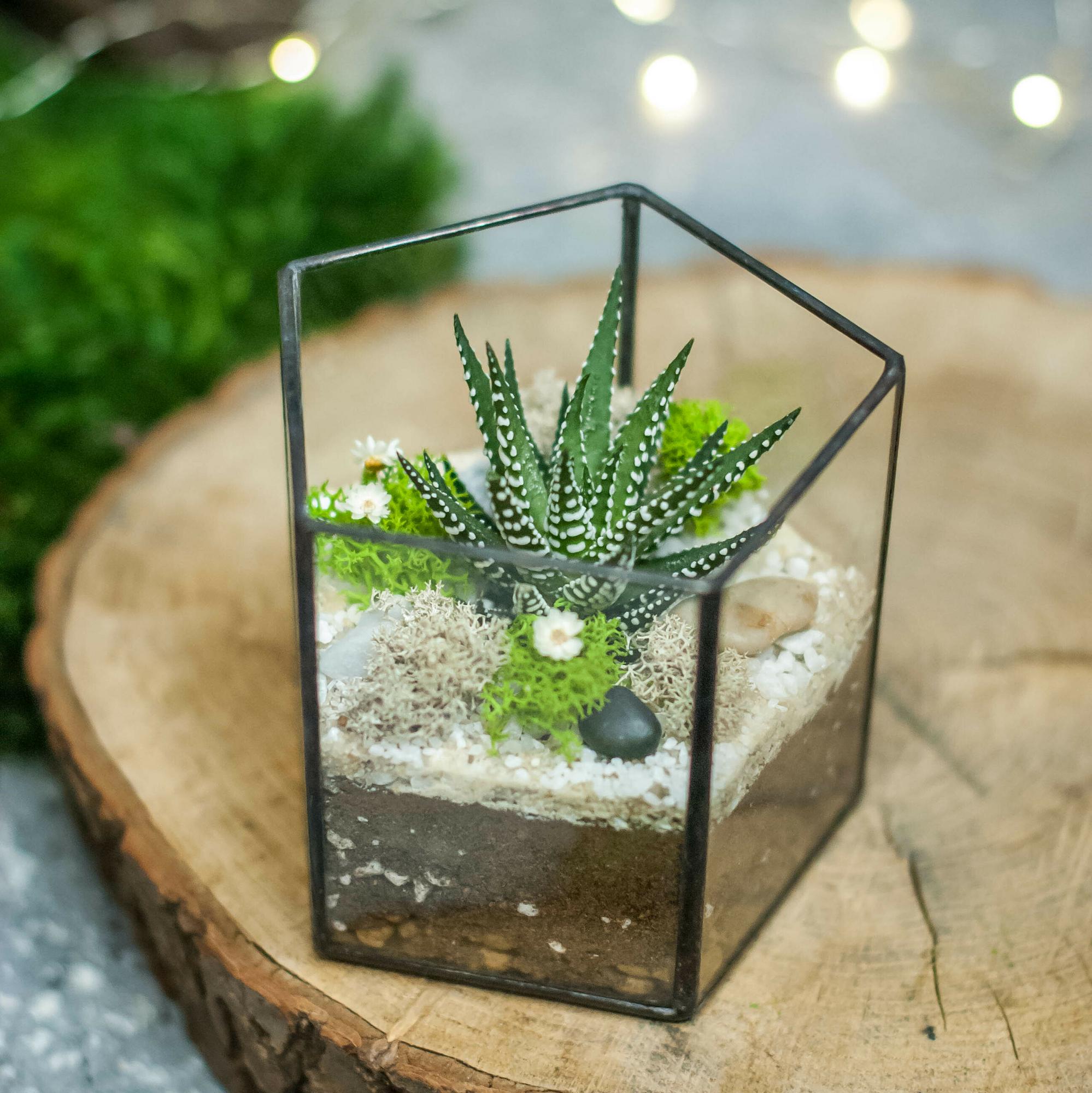 Призма с тенеустойчивым суккулентом