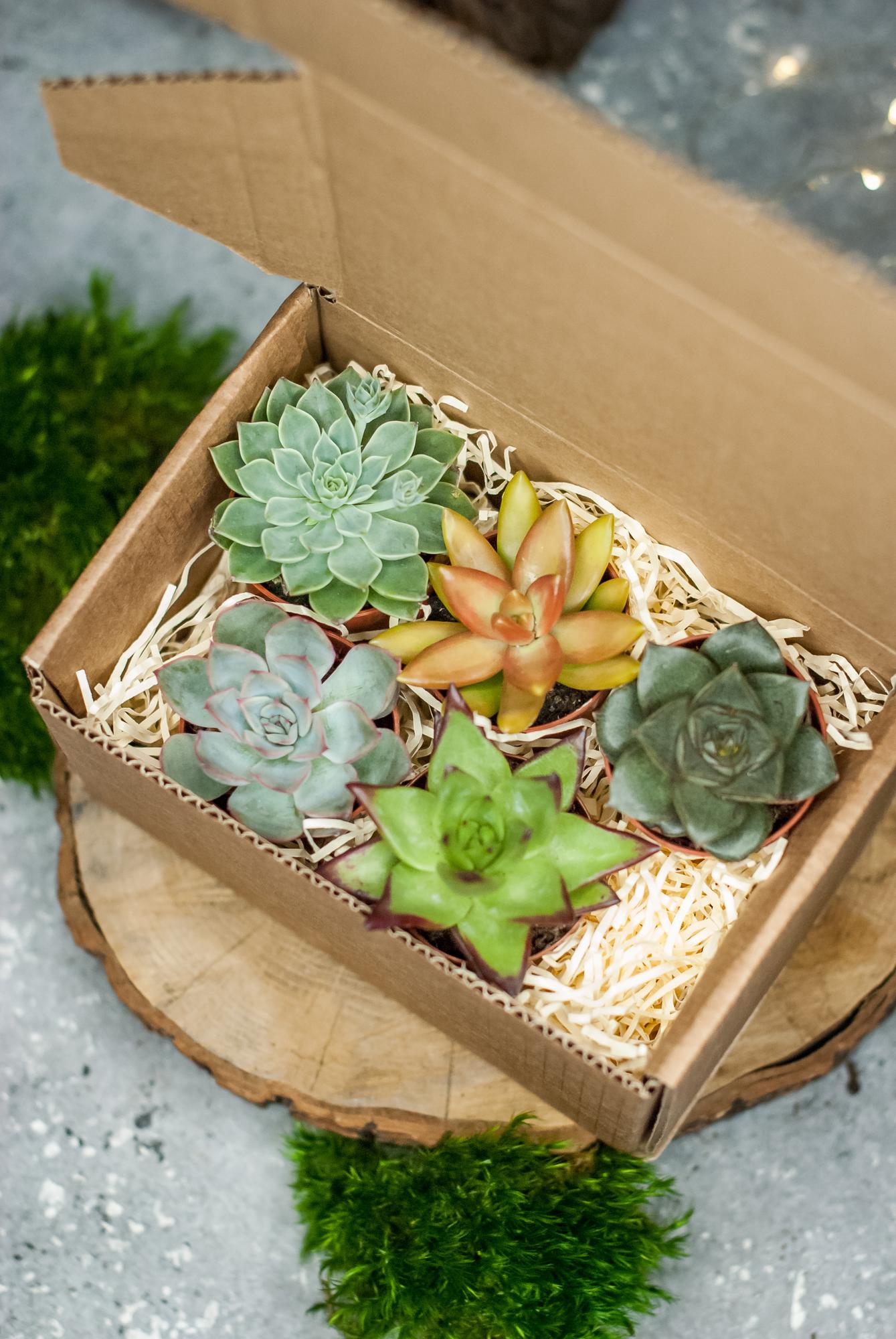 Набор с суккулентами