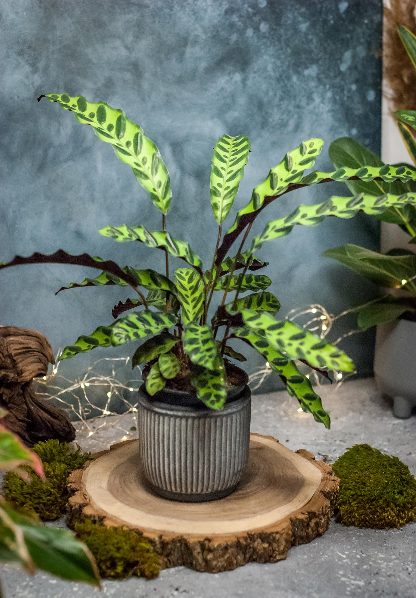 Калатея Ланцифолия