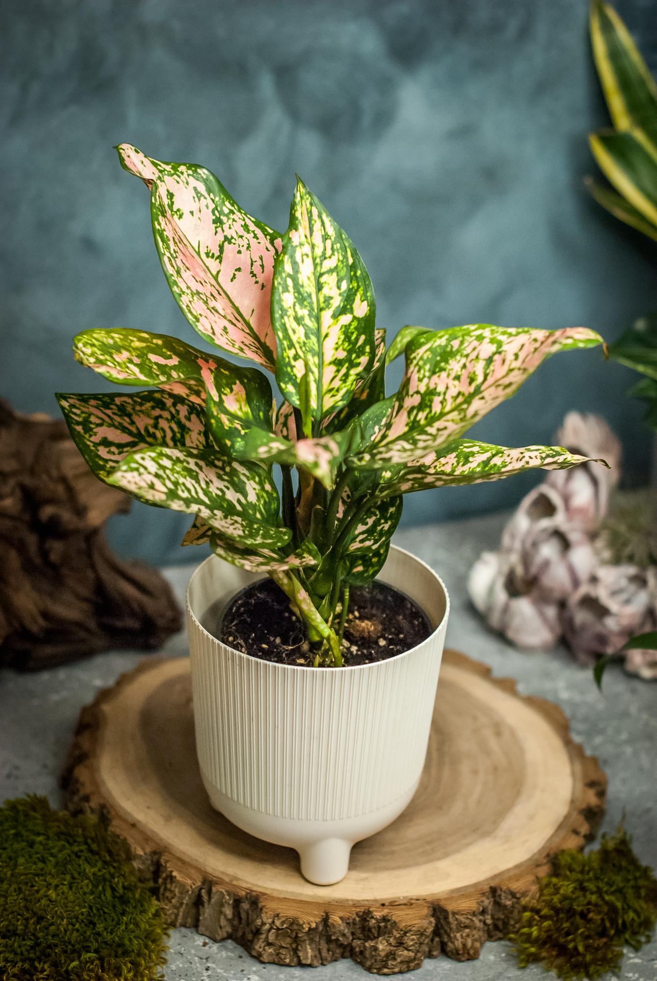 Аглаонема Чайна Ред