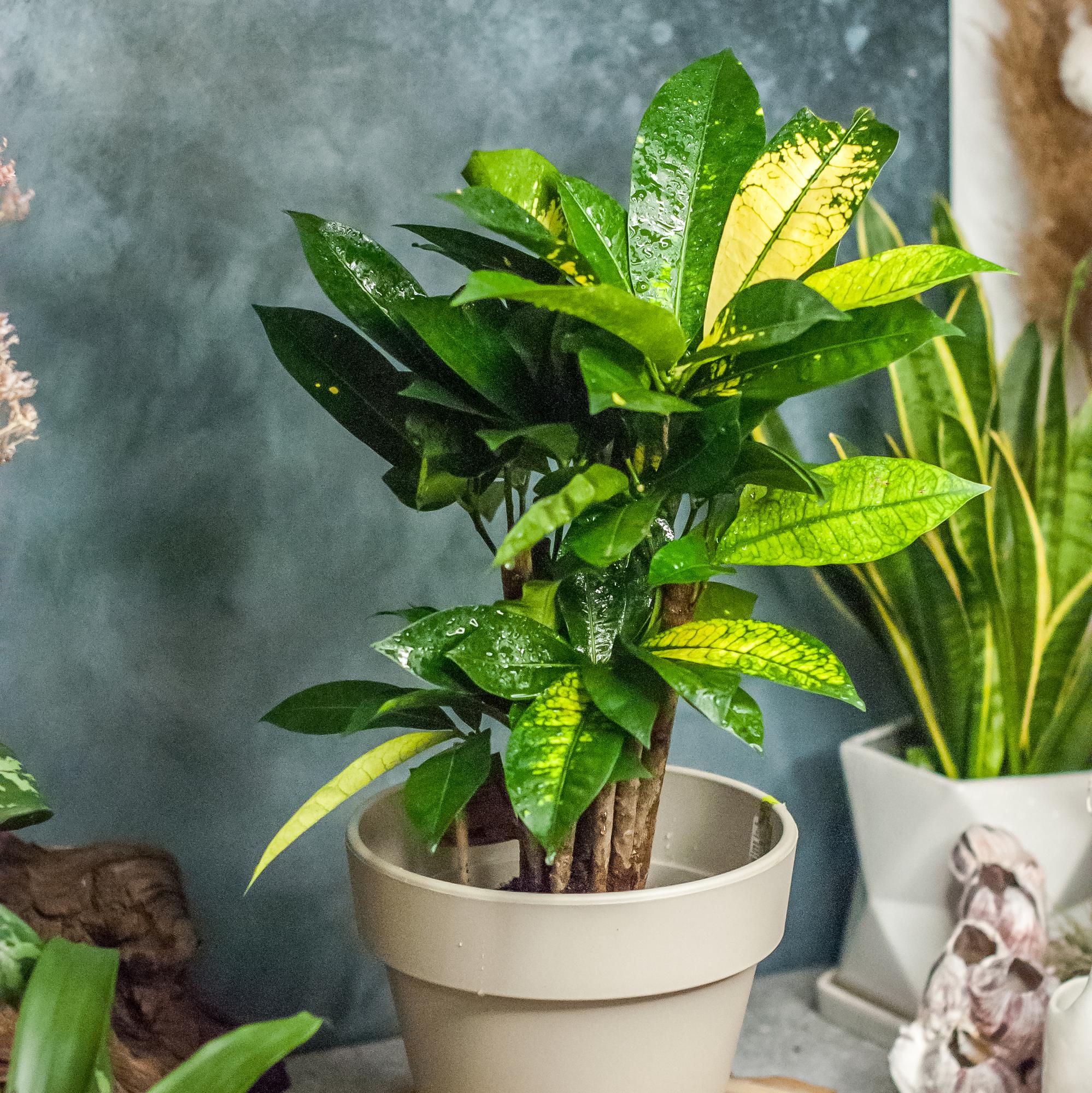 Кодиеум Бразилия Бранч