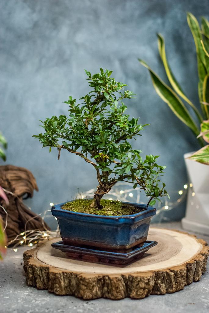 Бонсай Илекс Крената