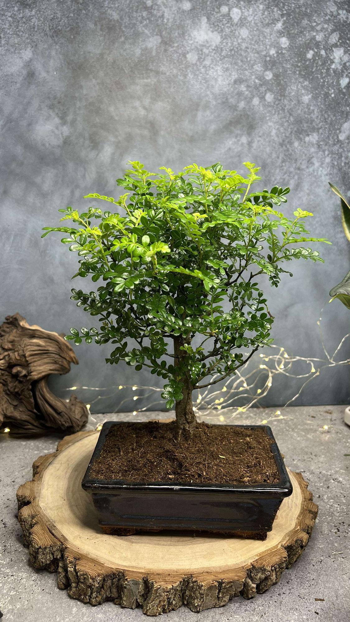 Бонсай Зантоксилум