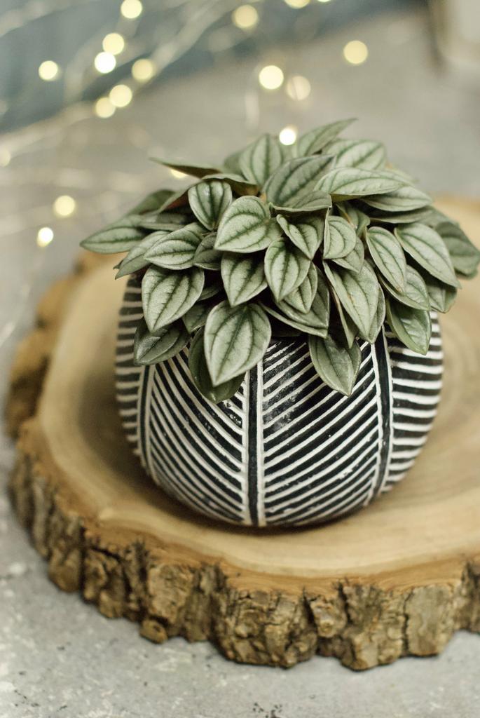 Пеперомия Наполи Найтс в кашпо