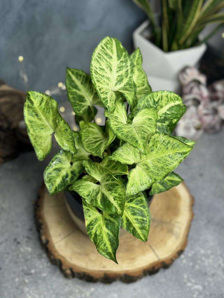 Сингониум Эрроу