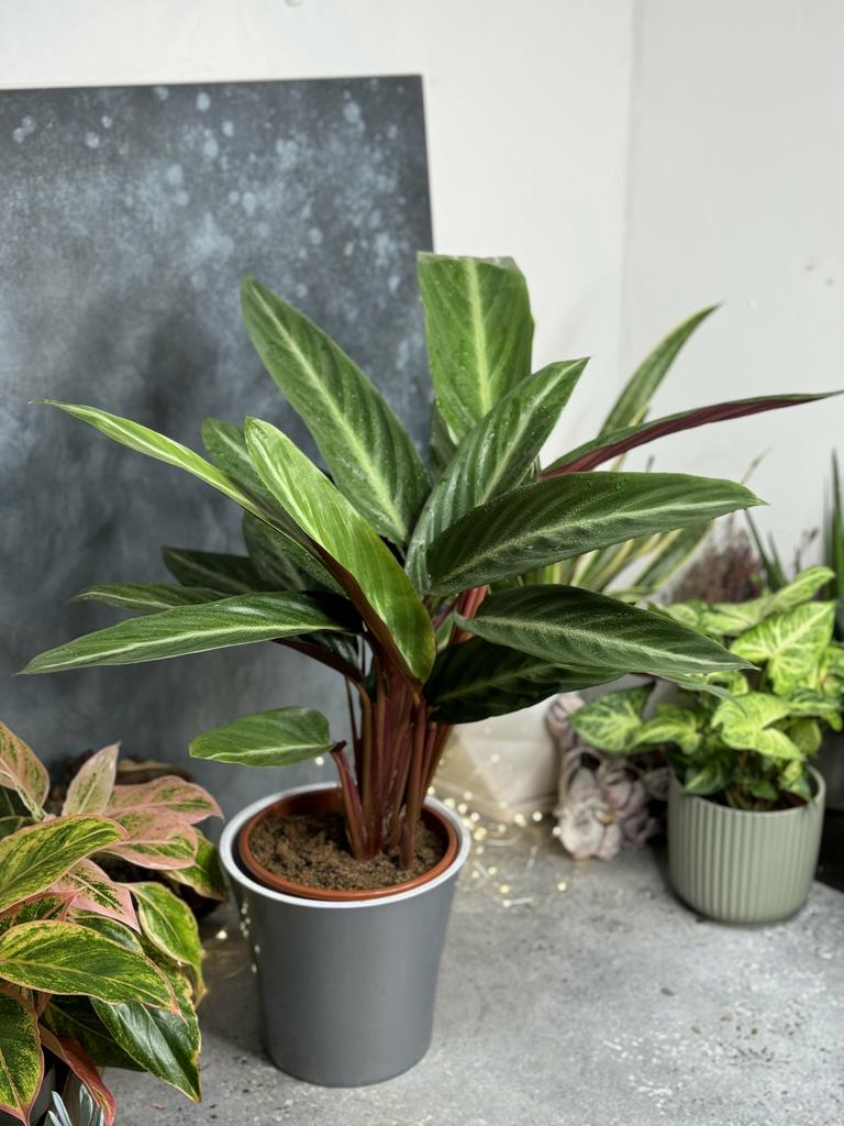 Строманта Талия