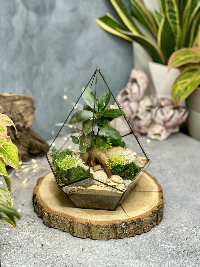 Капля L с фикусом Гинсенг