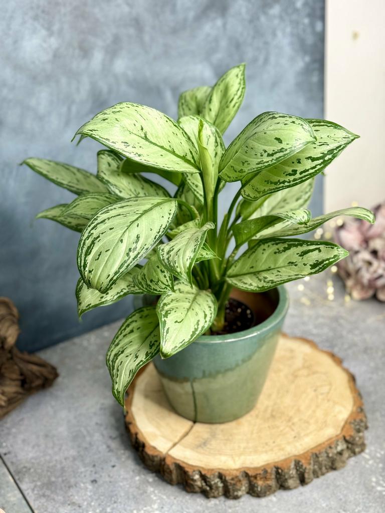 Аглаонема Мария Кристина