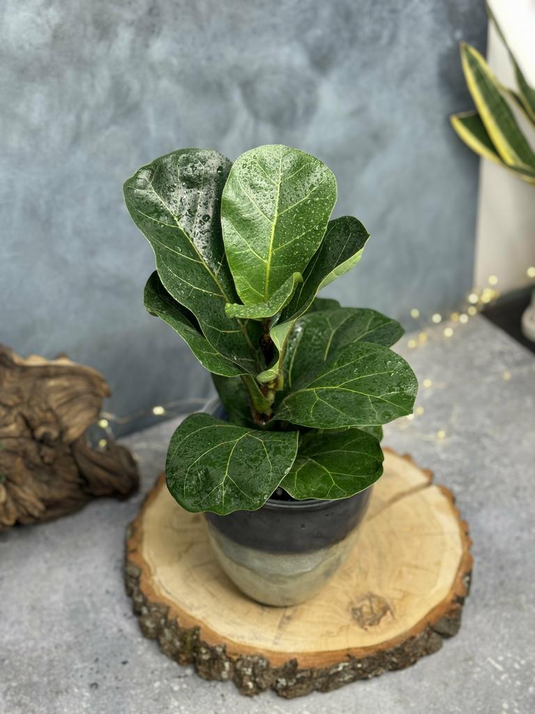 Фикус Лирата Бамбино 12/30