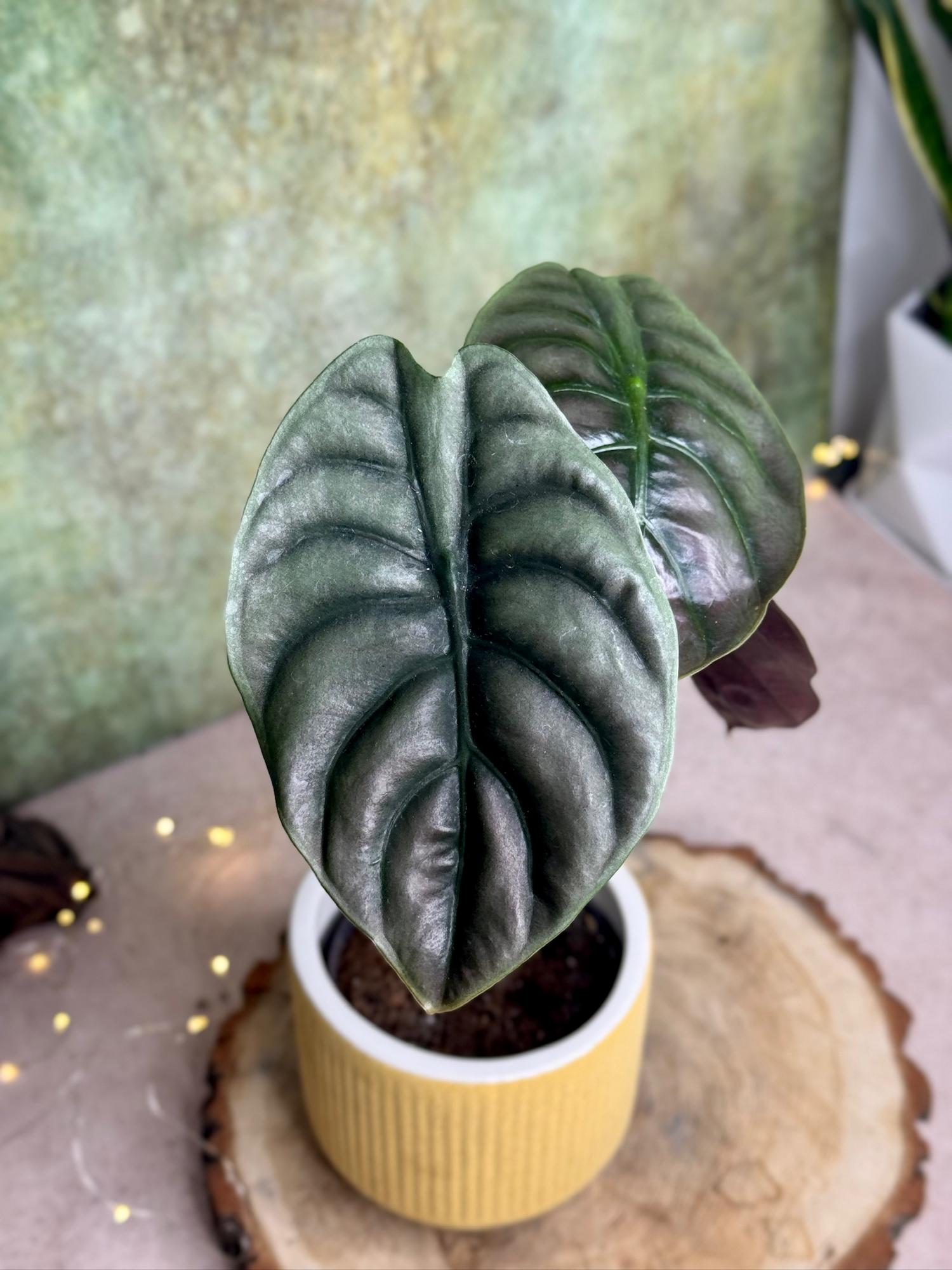 Алоказия Купрея