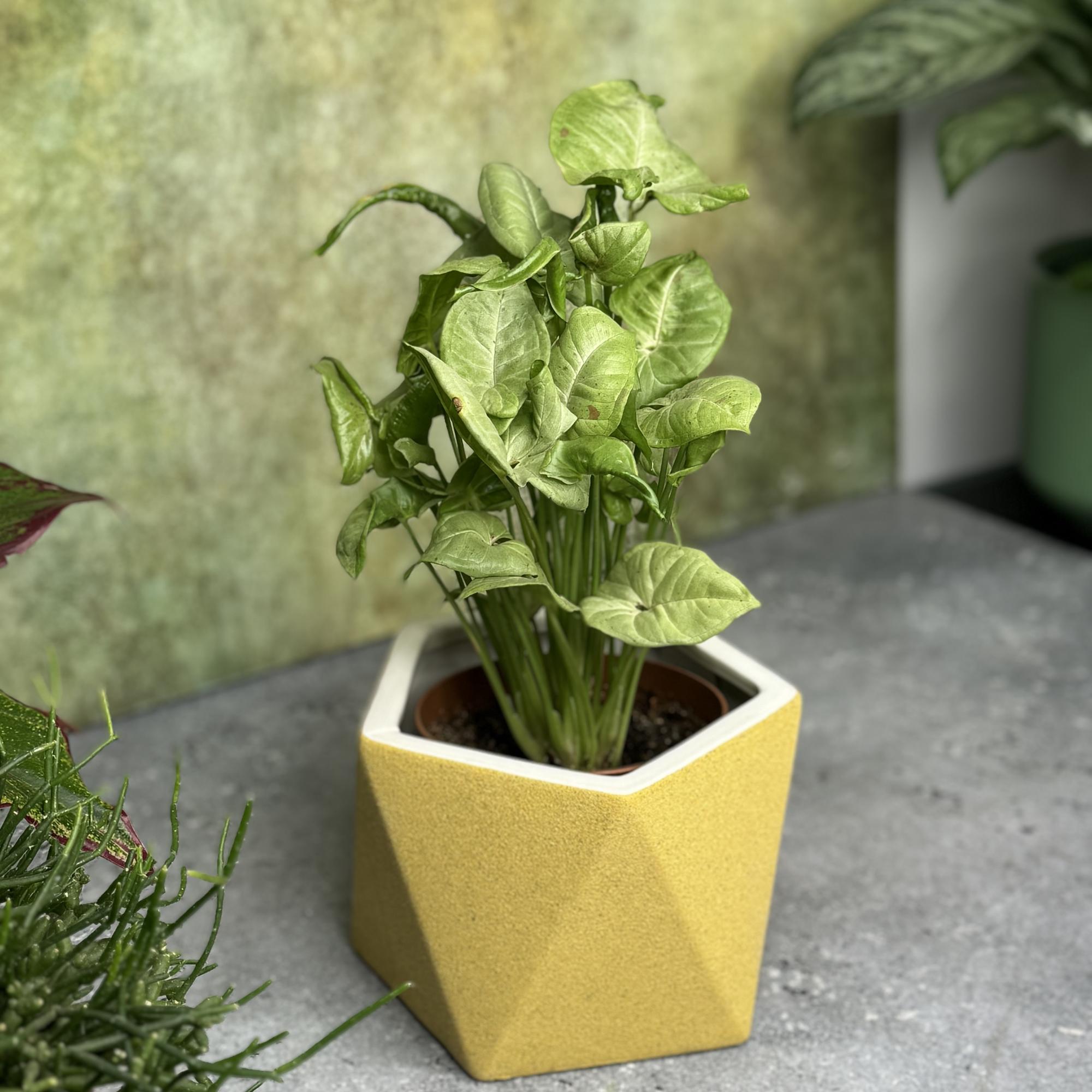 Сингониум Милк Конфетти