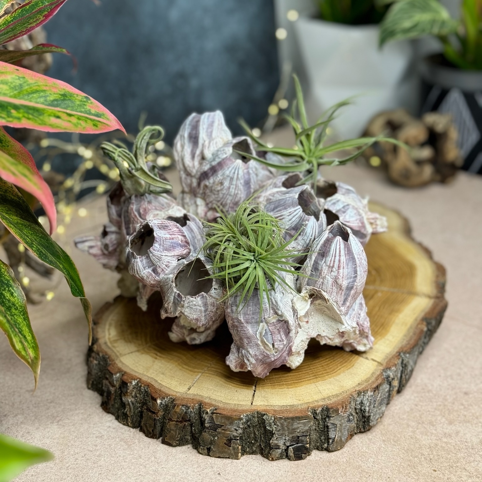 Морской коралл Барнакл S, М, L