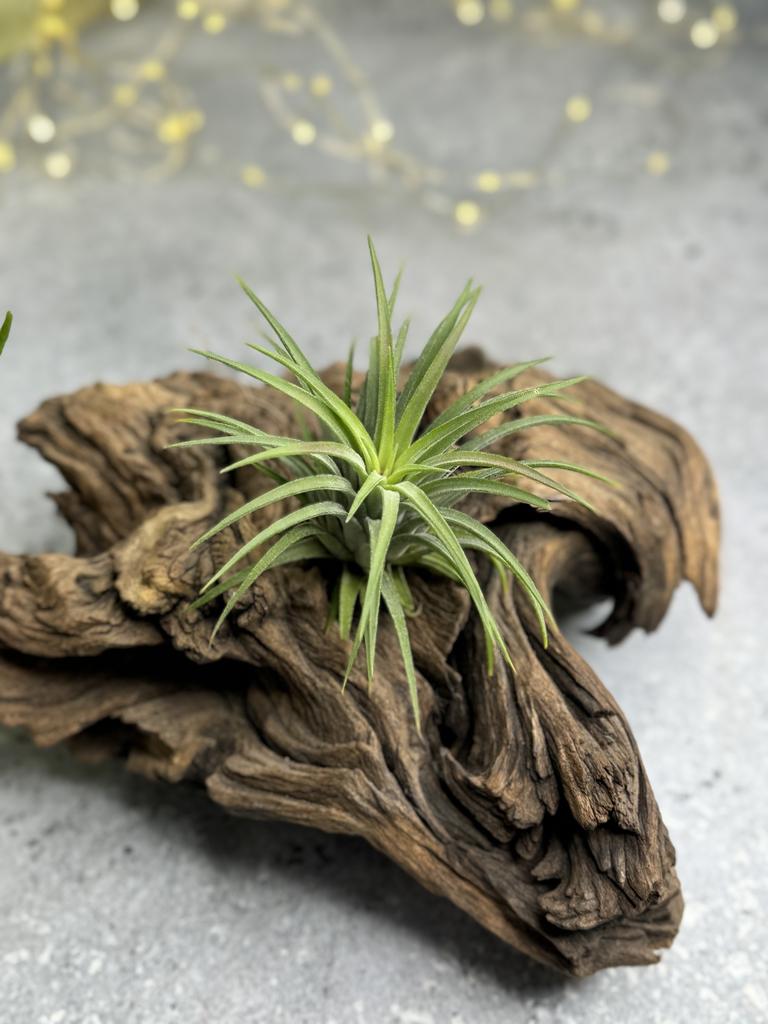 Тилландсия атмосферная зеленая (Tillandsia Ionantha green)