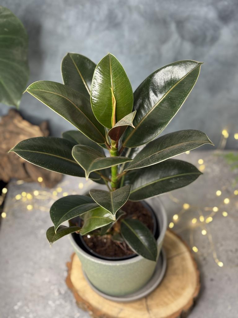 Фикус Эластика Мелани