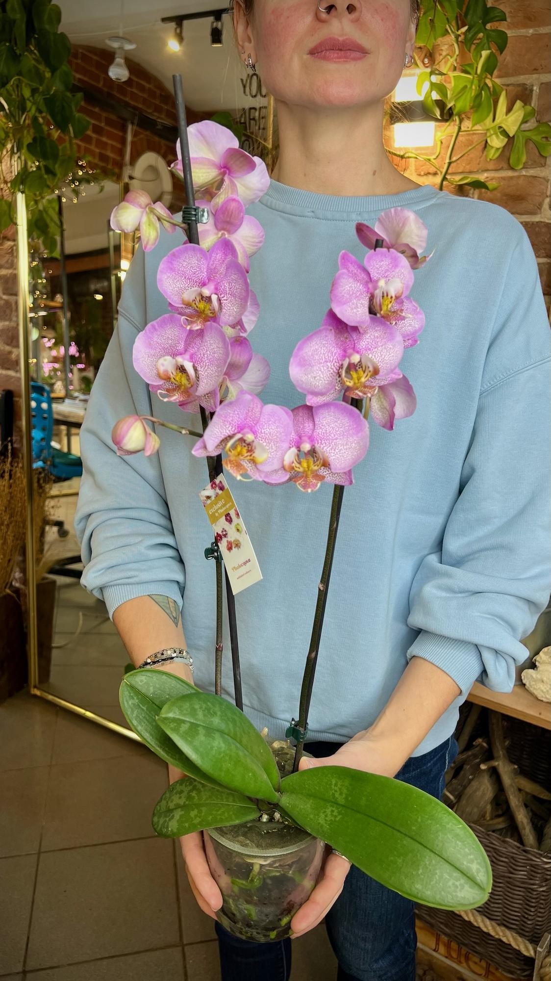 Орхидея Фаленопсис 12/60