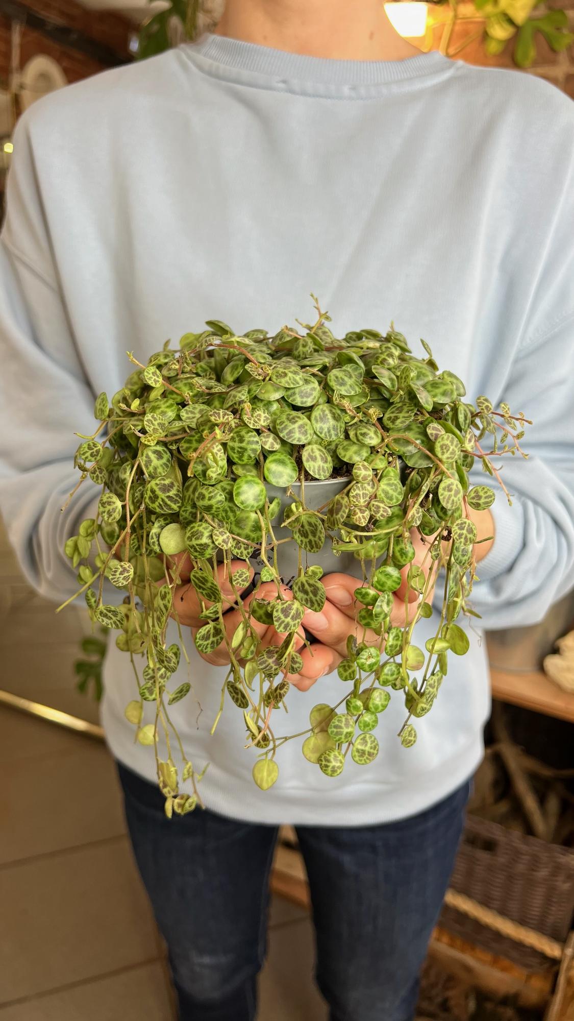 Пеперомия Прострата 11/25