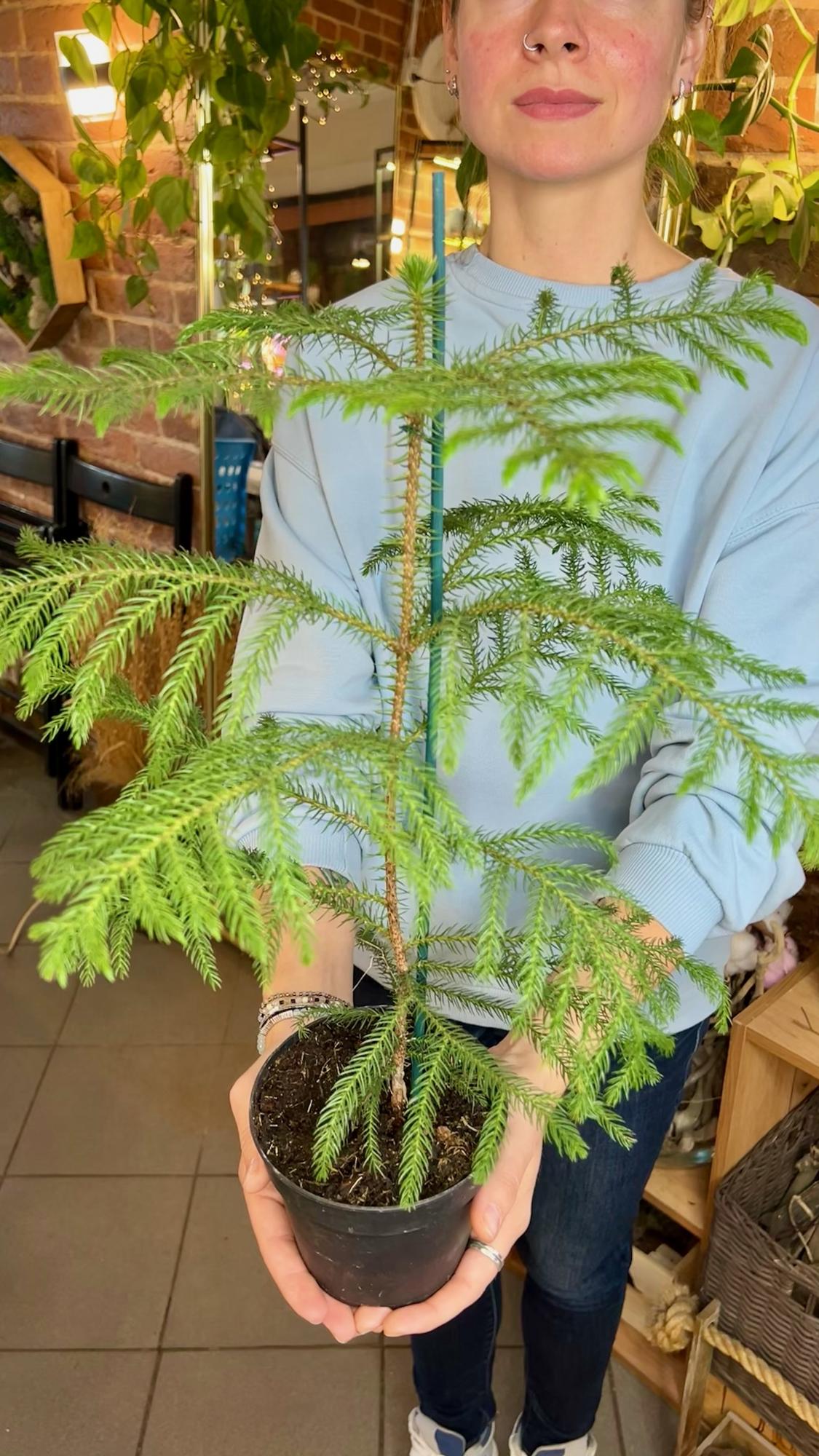 Араукария Гетерофилла 12/40