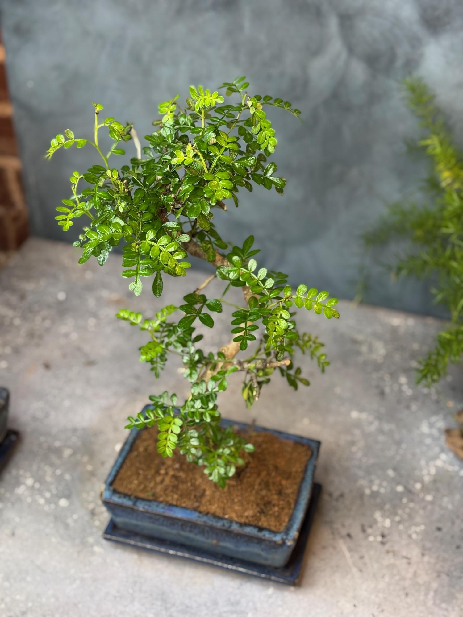 Бонсай Зантоксилум в керамике 20/35