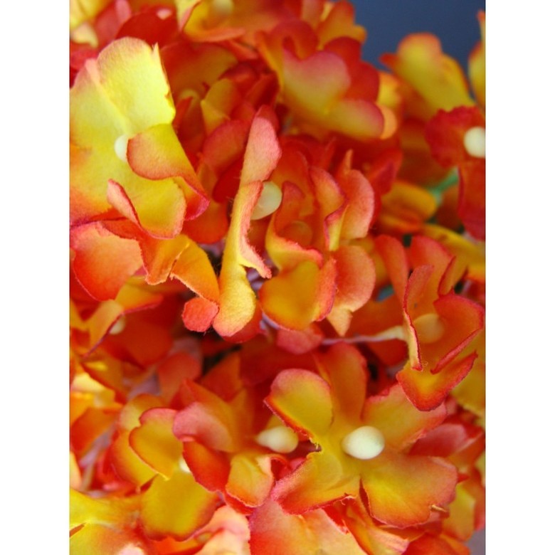 анютины глазки:красно-желтые