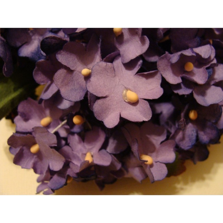 анютины глазки:фиолетовые