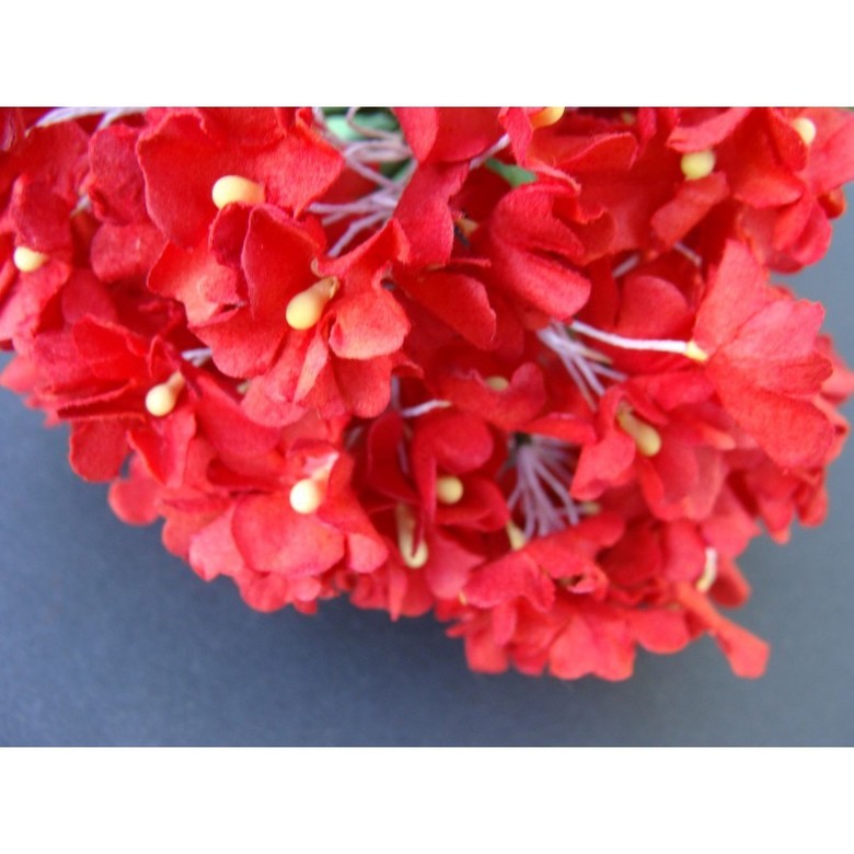 анютины глазки:красные