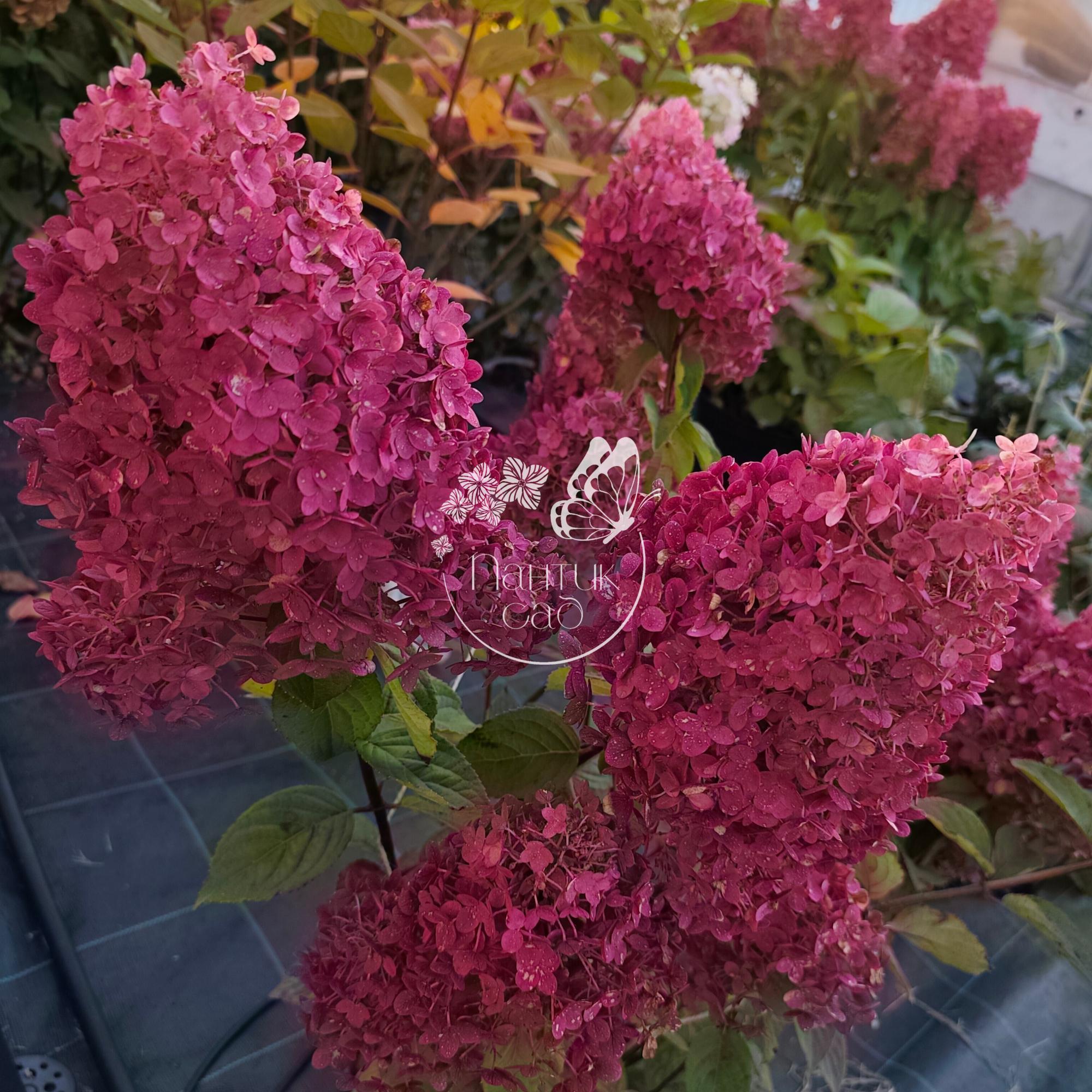 Метельчатая гортензия "Би Джей" (BJ)