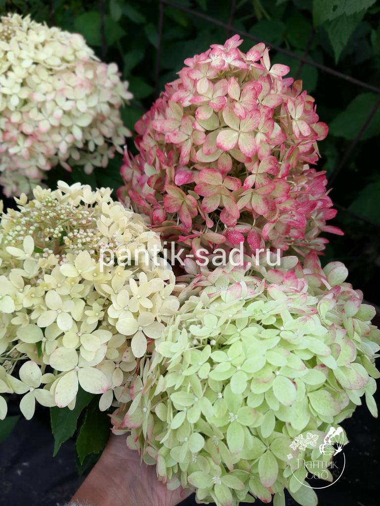 Метельчатая гортензия Gardenlight XS Light