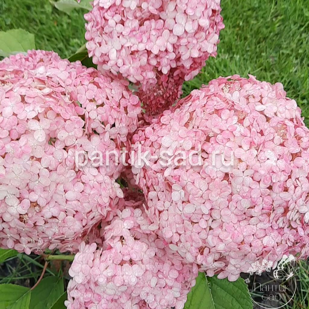Древовидная гортензия Magical Dark pink