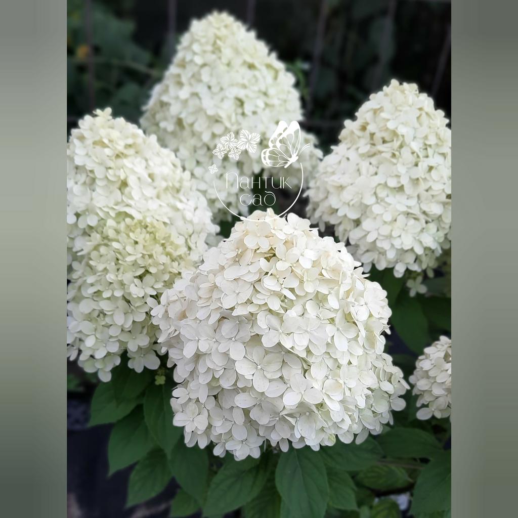 Метельчатая гортензия "Magical Sweet Summer" (Меджикал Свит Саммер)