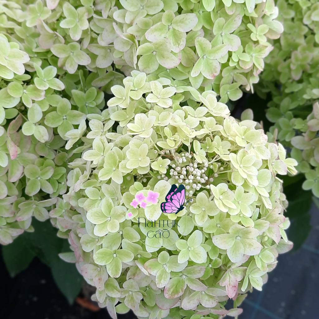 Метельчатая гортензия "Металика" (Metalica)