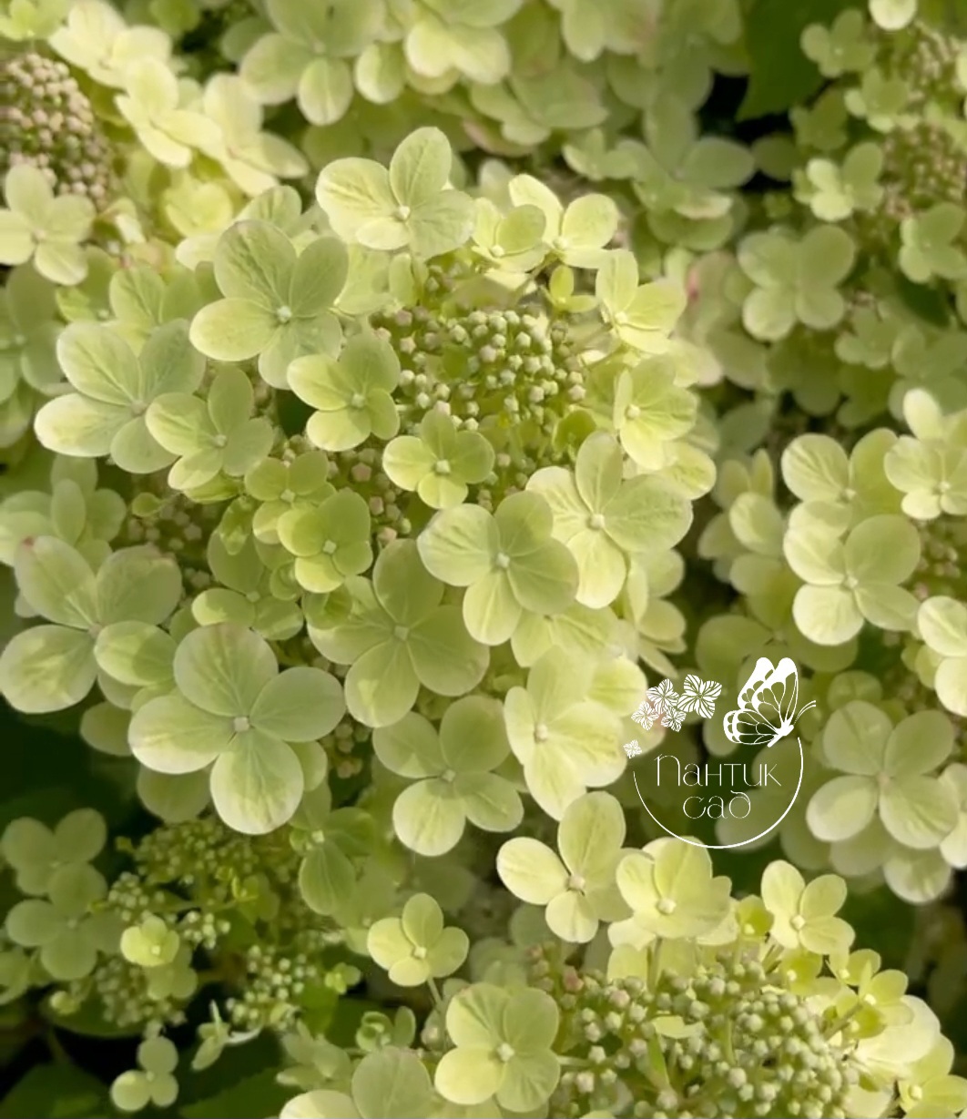 Метельчатая гортензия "Панфлора"  (Panflora)