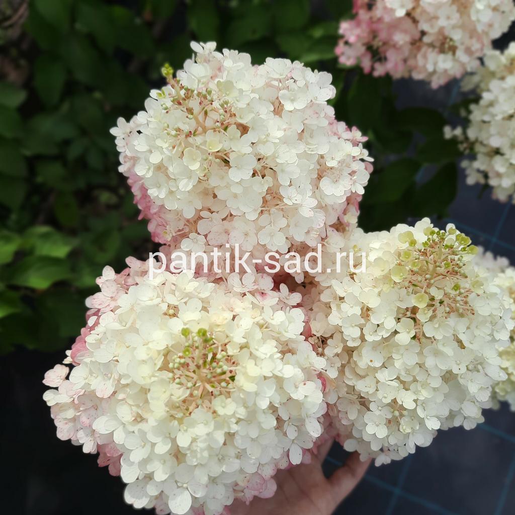 Метельчатая гортензия "Пинки Промис" (Pinky Promise)
