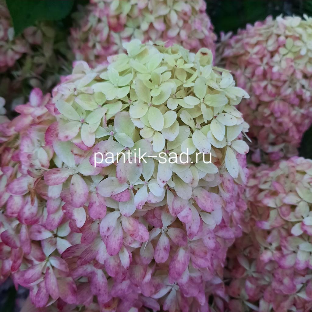 Метельчатая гортензия "Роял Флауэр" (Royal Flower)