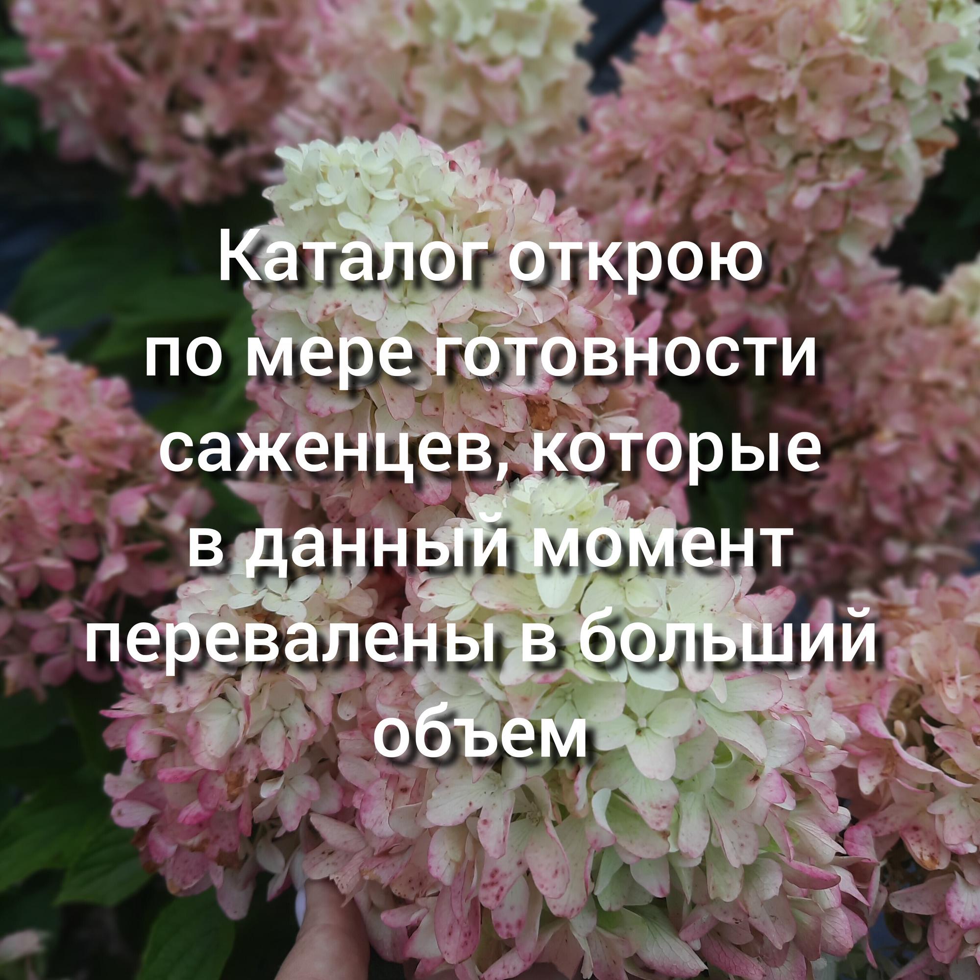 Лето 2026